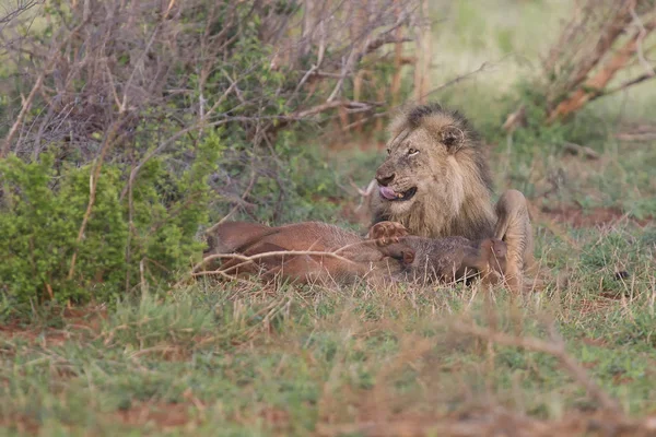 Старый лев-самец вырывает бородавочник из своей норы в природе — стоковое фото