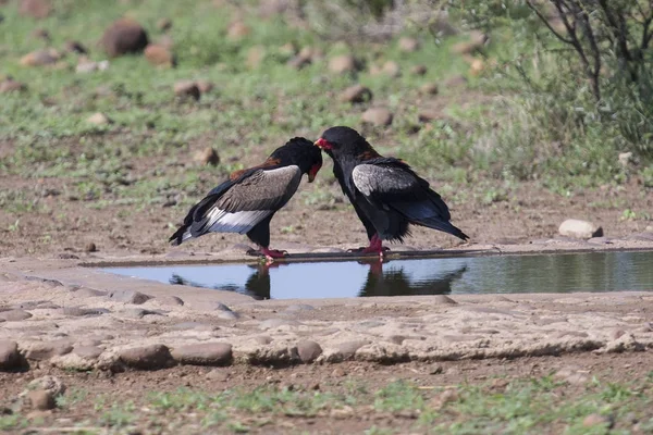 Pair of bateleur standing at a waterhole with courtship — Stock Photo, Image