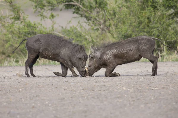 Dois warthogs jovens lutam em pequena lagoa em uma estrada — Fotografia de Stock