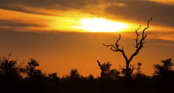 Atardecer africano con una silueta de árbol y gran sol naranja —  Fotos de Stock