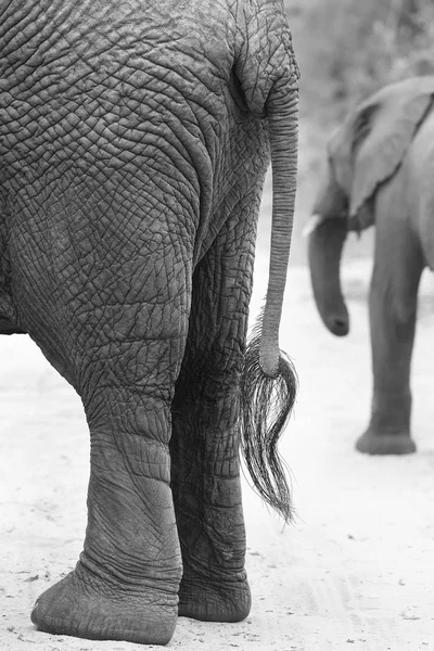 Lato sulla vista di un Elefante africano posteriore e coda artistico conve — Foto Stock
