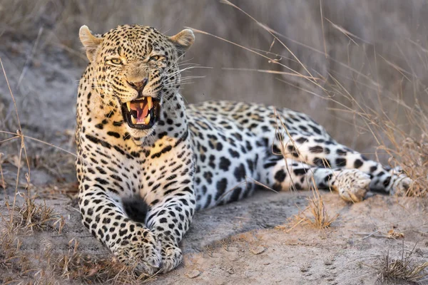 Leopard legt sich in der Dämmerung zum Ausruhen und Entspannen hin — Stockfoto