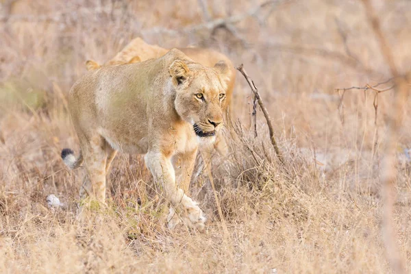 Leeuwin in middag in bruin gras verplaatsen naar een kill — Stockfoto