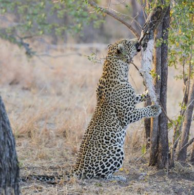 Güçlü ve aç leopar yakalamak bir rock piton