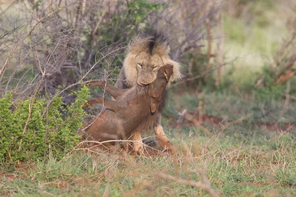 Old male lion digs a warthog from its burrow in nature — Stock Photo, Image