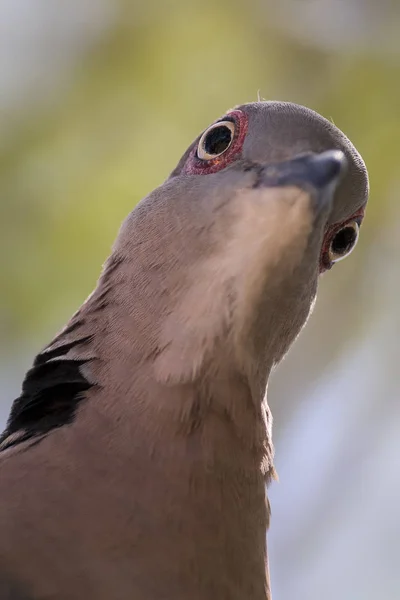 Retrato de paloma con cuello de luto de cerca mirando hacia abajo —  Fotos de Stock