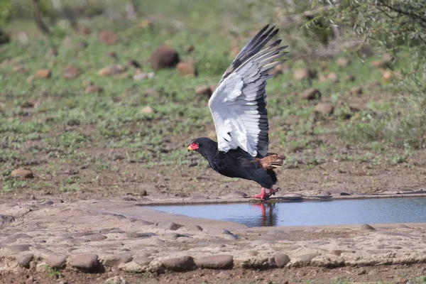 Mature Bateleur take off from a waterhole after drinking — Stock Photo, Image