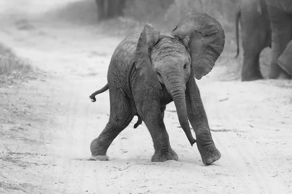 若い象は功妙な家族の近くにフィードしながら道路で遊ぶ — ストック写真