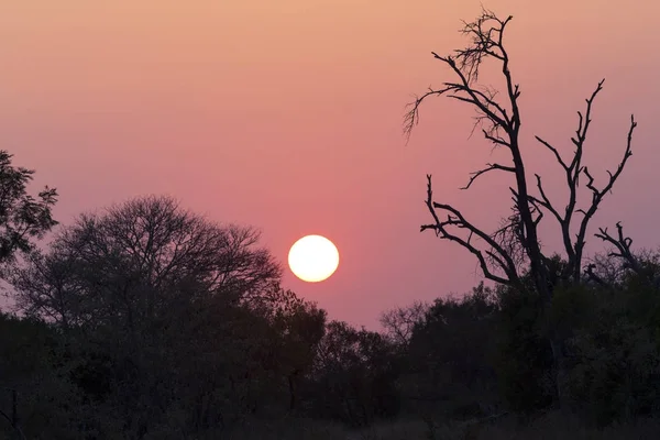 Afrikai naplemente egy fa sziluettje és nagy narancs nap — Stock Fotó