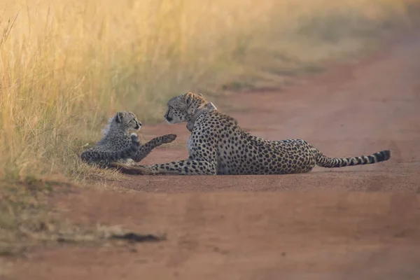Cheetah cub playing with her mother in a road — Stock Photo, Image