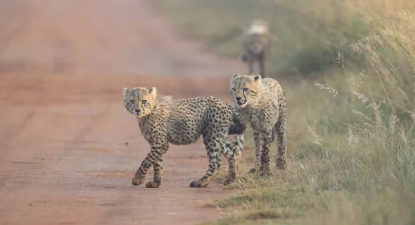 Dos cachorros de guepardo jugando temprano en la mañana en un camino — Foto de Stock