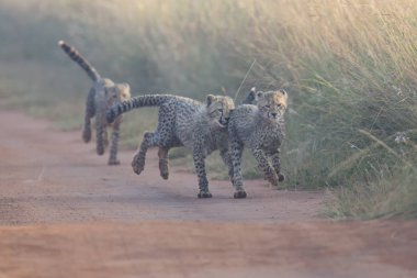 Sabah erken bir yolda oynayan üç çita yavrularını