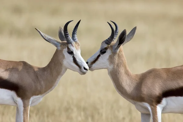 The young springbok males practice sparring for dominance on sho — Stock Photo, Image