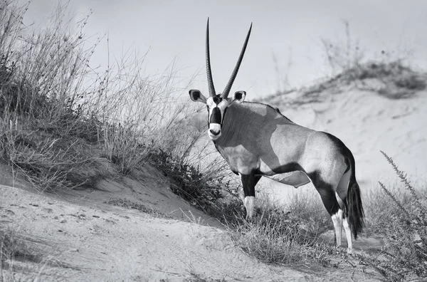 Oryx solitaire marchant debout sur une dune de sable dans le Kalahari chaud — Photo
