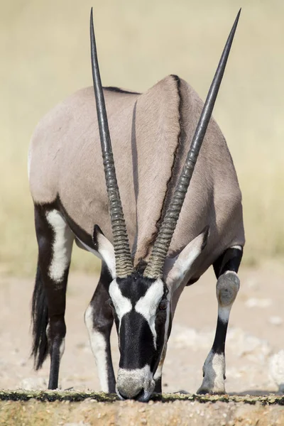 Lone Oryx beber agua de una piscina en el sol caliente Kalahari — Foto de Stock