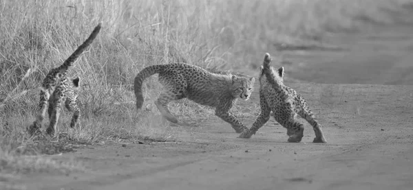 Τρία cubs Cheetah παίζοντας νωρίς το πρωί σε ένα δρόμο — Φωτογραφία Αρχείου