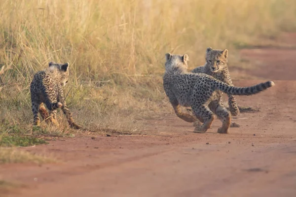 Trois oursons guépard jouant tôt le matin dans une route — Photo