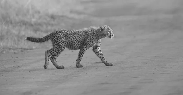One Cheetah cub playing early morning in a road — Stock Photo, Image