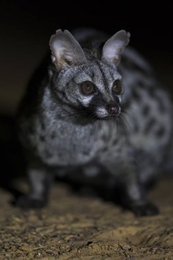 Bir spot ışığı kullanarak gece fotoğrafı bir Genet Close-Up