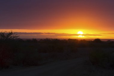Bir ağaç siluet ve büyük portakal güneş ile Afrika günbatımı