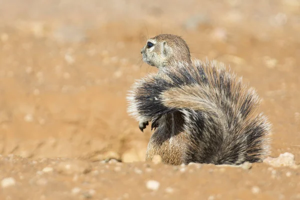One Ground Squirrel looking for food in dry Kalahari sand artist — Stock Photo, Image