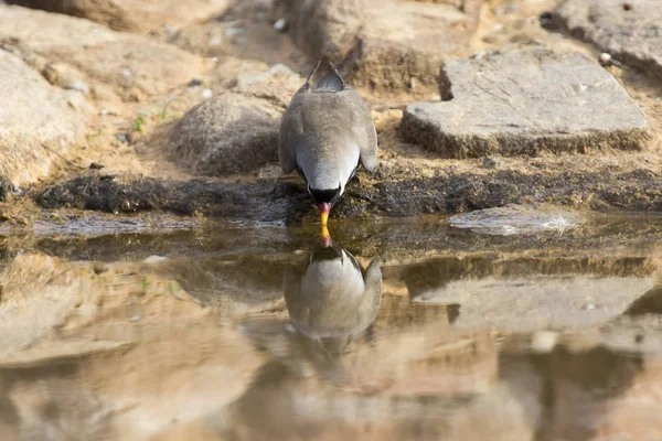 Namaqua-Taubenmännchen sitzt auf Felsen in der Natur und trinkt Wasser — Stockfoto