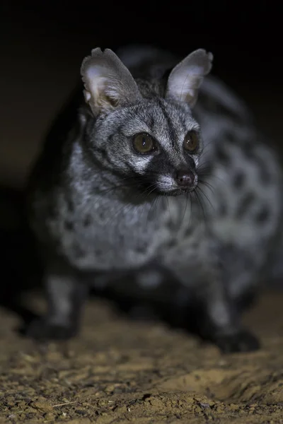 Close-up of a Genet photographed at night using a spotlight — Stock Photo, Image