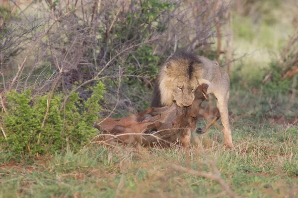 Oude mannetjes leeuw graaft een wrattenzwijn uit zijn hol in de natuur — Stockfoto