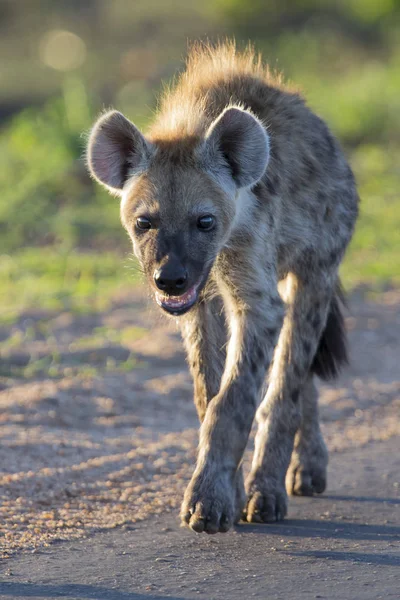 Lone hyena walking along a road in the early morning sun — Stock Photo, Image