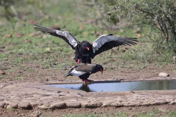 Pair of bateleur at a waterhole busy with mating — Stock Photo, Image