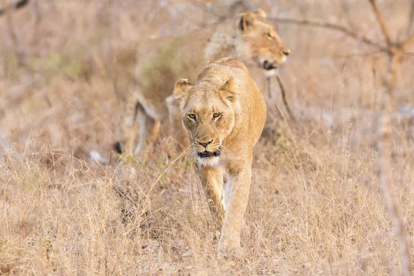 La lionne se déplace dans l'herbe brune dans l'après-midi pour tuer — Photo