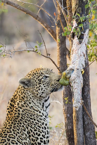 Erős és éhes leopard elkapni egy rock python — Stock Fotó