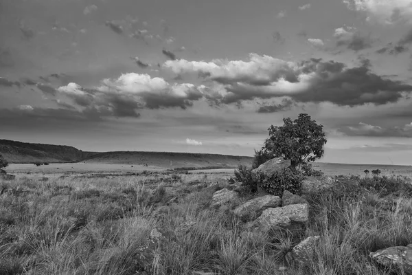 Krajina ze stromu na kopci s mraky na západu slunce umělecké pohodlnou — Stock fotografie