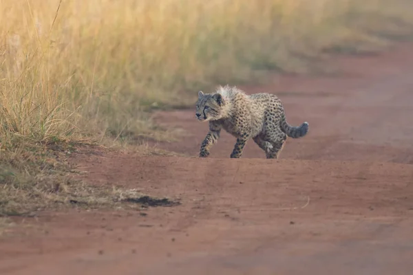 Один детеныш гепарда играет ранним утром на дороге — стоковое фото