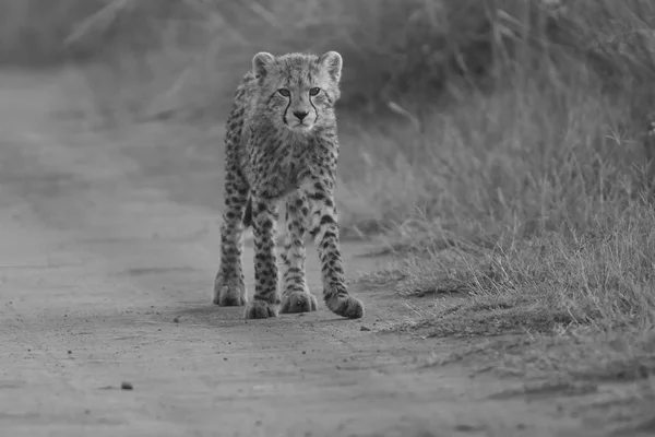 One Cheetah cub playing early morning in a road — Stock Photo, Image