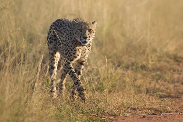 Kvinnliga cheetah gå längs en väg till hennes cub — Stockfoto