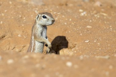 Bir zemin sincap üzerinden kuru Kalahari onun yuva arıyor 