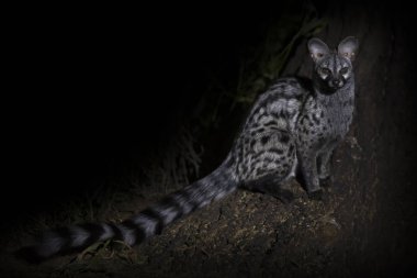 Oturma ve servis bir spot ışığı kullanarak geceleri fotoğraflandı Genet