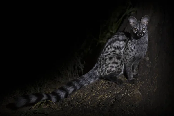 Genet photographed at night using a spotlight sitting and waitin — Stock Photo, Image