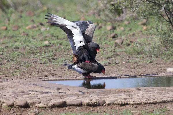 Pair of bateleur at a waterhole busy with mating — Stock Photo, Image