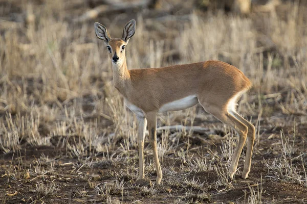 Single alert steenbok carefully graze on short grass — Stock Photo, Image