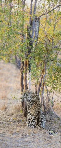 Leopardo forte e faminto pegar uma pitão de rocha — Fotografia de Stock