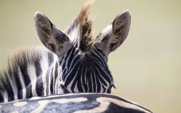 Zebra portrait in colour photo with head close-up looking over — Stock Photo, Image