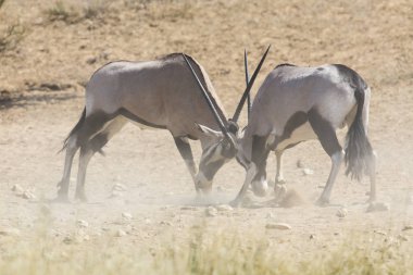 İki Oryx sıcak Kalahari hakimiyeti için mücadele