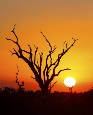 Bir ağaç siluet ve büyük portakal güneş ile Afrika günbatımı