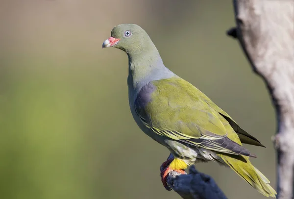 Beautiful green pigeon sitting on a dry branch in sun — Stock Photo, Image