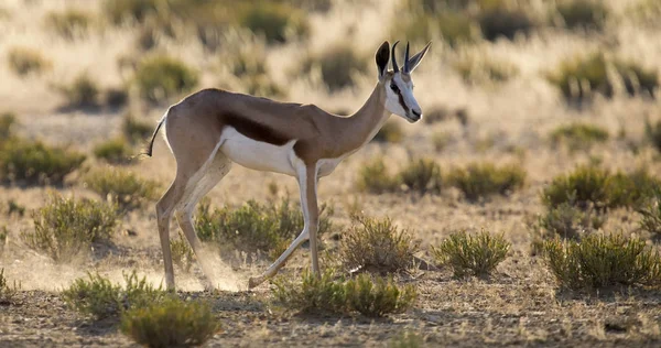 Lone springbok jogging to its herd late in the afternoon on a Ka — Stock Photo, Image