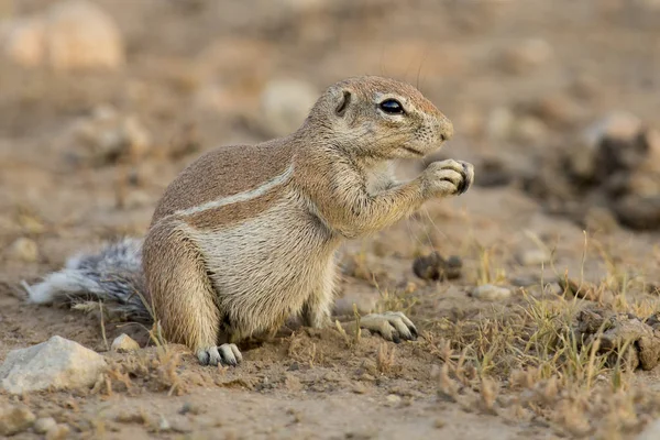 Uno scoiattolo di terra in cerca di cibo nella sabbia secca del Kalahari — Foto Stock