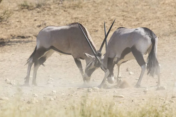 Zwei Oryx kämpfen um die Vorherrschaft in der heißen Kalahari — Stockfoto