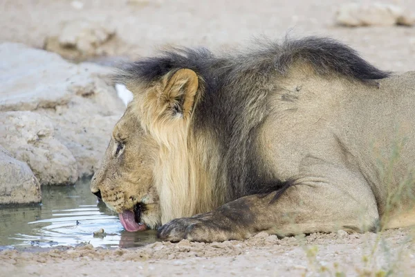 Großes Löwenmännchen trinkt Wasser aus einem kleinen Pool in der Kalahari — Stockfoto
